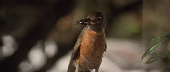 Unheimliche Fantasien, Mulholland drive